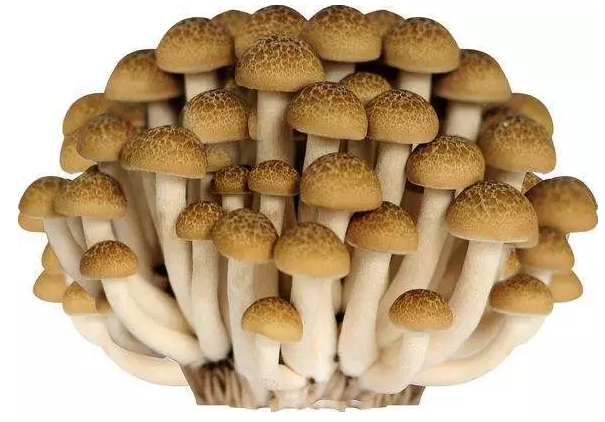 http://benchmarque.cn/ewebeditor/uploadfile/20170914091421667001.png